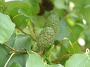 Alnus subcordata